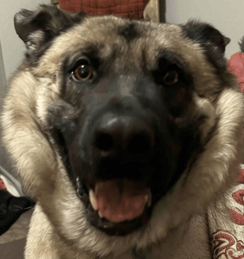 GUS