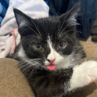 SKITTY
